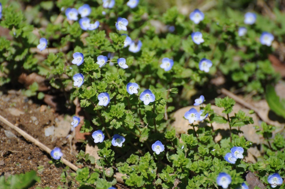 雑草 名もなき草の名 11 春を告げる青くて可憐な花なのに名前がひどいオオイヌノフグリ